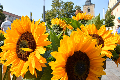 Sonnenblumen auf dem Obermarkt Sömmerda