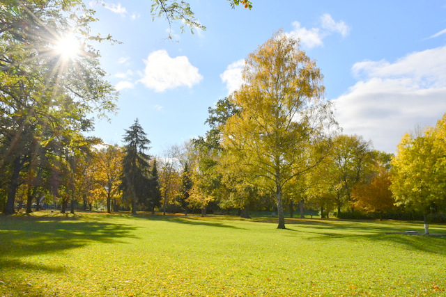 Die Festwiese im Stadtpark umgeben von herbstlich bunt gefärbten Bäumen, deren Blätter im Sonnenschein läuten.