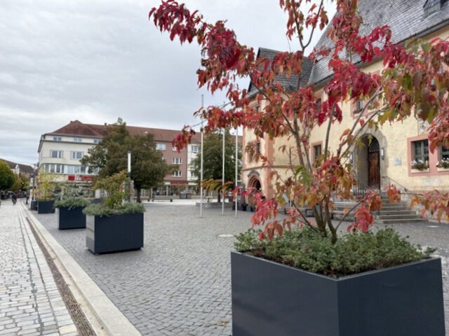 Die Pflanzkübel mit den Bäumen und Stauden haben ihren Platz auf dem Markt eingenommen. Fünf große, graue, quadratische Pflanzkübel stehen mit mehren Metern Abstand zwischen ihnen in einer Reihe am Übergang vom Marktplatz zur Marktstraße. In zweien der Kübel tragen die darin eingepflanzten, etwa einen Meter hohen Bäume, bereits herbstlich verfärbte Blätter. Hinter den Kübeln steht das Rathaus. Zu sehen ist auch ein Teil des Obermarktes sowie ein Teil eines Wohn- und Geschäftsgebäudes am Obermarkt.