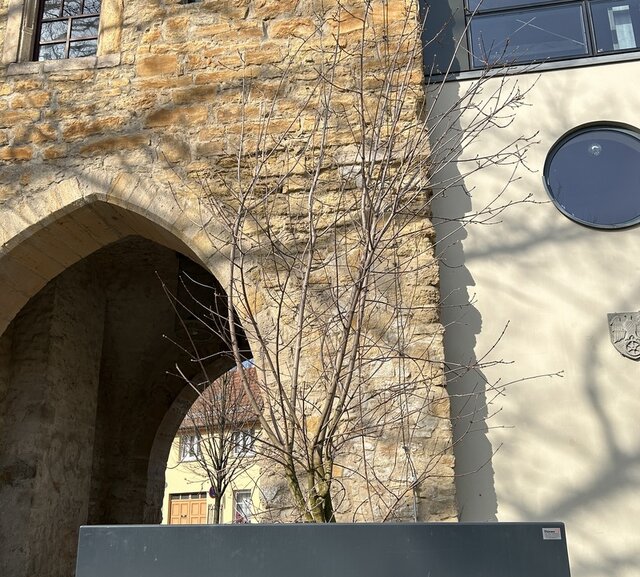 Ein Baum jetzt im Frühjahr noch ohne Grün steht in einem großen viereckigen grauen Pflanzkübel. Dahinter das historische Erfurter Tor mit Tordurchgang sowie einem modernen seitlichen Anbau.