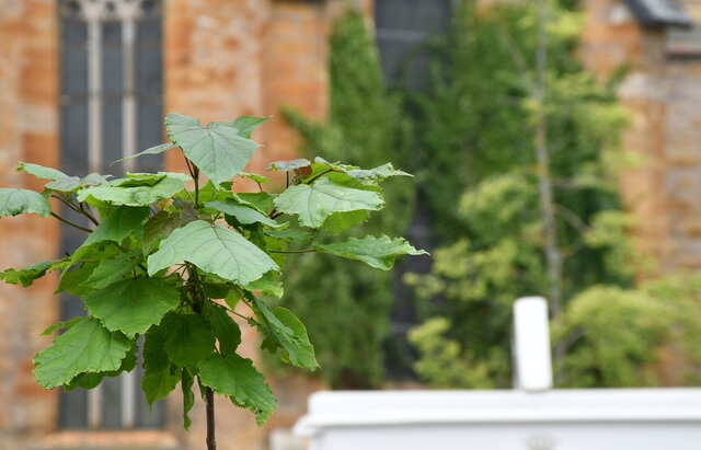 Ein junger, frisch gepflanzter Baum mit großen grünen Blättern steht im Vordergrund. Im Hintergrund ist unscharf die Fassade eines historischen Gebäudes mit Fensterbogen und Efeubewuchs zu sehen. Die Szene symbolisiert den Kontrast und die Verbindung von Klimaschutz und Stadtgeschichte.
