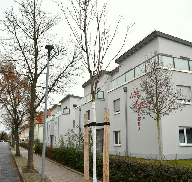 Fußweg der Pestalozzistraße mit einem neu gepflanzten Baum im Vordergrund. Es folgen linksseitig entlang des Fußweges ältere Bäume. Rechst des Fußweges stehen moderne Wohnhaus-Neubauten. An einer der Fassaden steht in Großbuchstaben WGS Sömmerda.