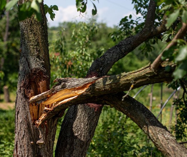 Abgebrochener gesunder dicker Ast der von einem Baum hängt 