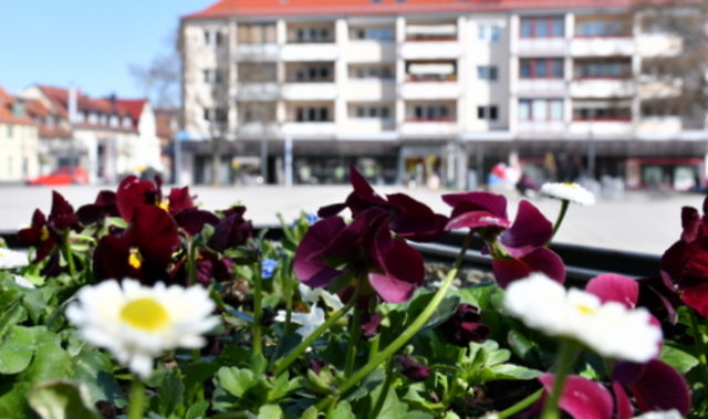 Frühjahrsblüher in Kübeln auf dem Obermarkt