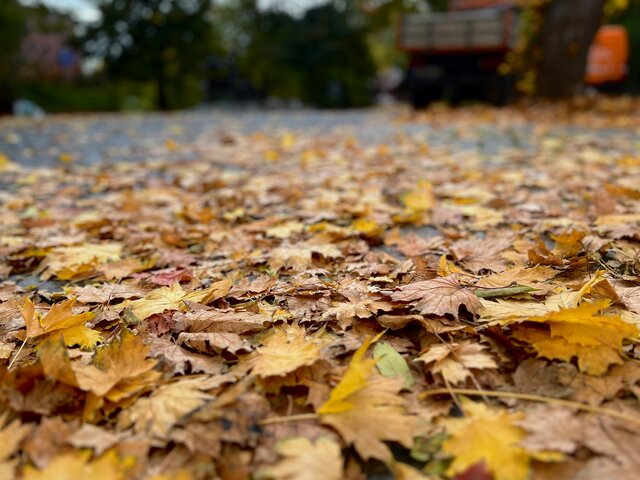 Nahaufnahme von buntem Herbstlaub auf einer Straße in Sömmerda, im Hintergrund unscharf Bäume und Fahrzeuge.