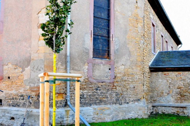 Die frisch gepflanzte Säulen Ulme an der Frohndorfer Kirche