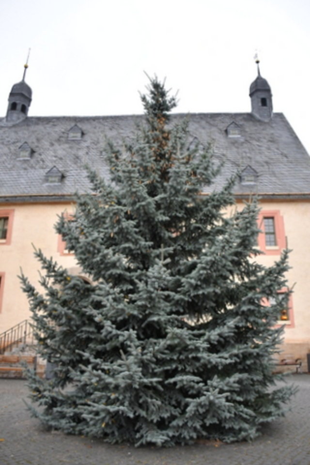 Weihnachtsbaum vor dem Rathaus