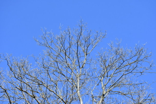 Baumkrone im Spätwinter vor blauem Himmel