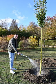 Der Vertreter der Firma, die die Hainbuche im Wohngebiet "Am Rothenbach" gespendet hat, gießt den Baum an.