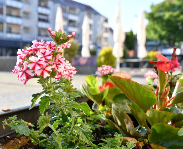 bepflanzert Blumenkübel auf dem Obermarkt