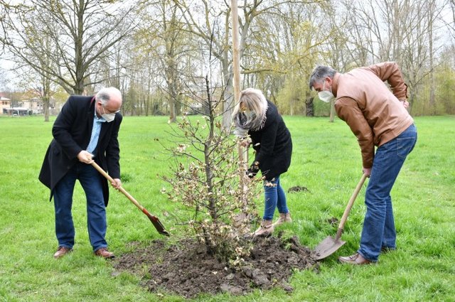 Baum des Jahres am 23. April gepflanzt.