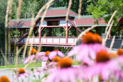 Blick auf die historische Stadtparkbrücke. Im Bildvordergrund schwingen rosafarbene Blumen und Gräser sacht im Wind. Der Fokus des Betrachters wird über Blumen und Gräser hinweg auf die historische Stadtparkbrücke im Bildhintergrund gelenkt. Bei der Brücke handelt es sich um eine Fachwerkbrücke aus Holz, die überdacht ist. Das Dach ist mit Ziegeln gedeckt.
