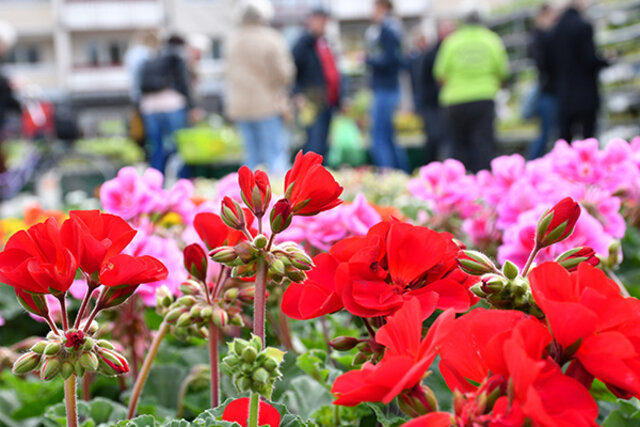 Geranienblüten im Vordergrund. Dahinter leicht unscharf Besucher des Gartenmarktes, die Pflanzen auswählen.