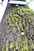 Baum im Grünen Klassenzimmer mit Baummarke