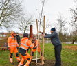 Holzpfähle für das Baumgerüst werden in die Erde geschlagen.