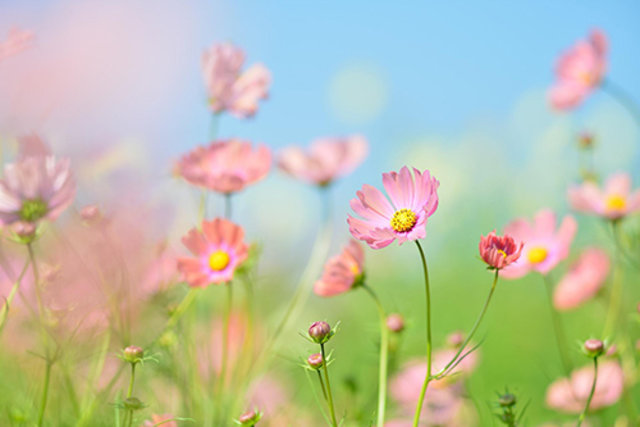 Feld mit Blumen