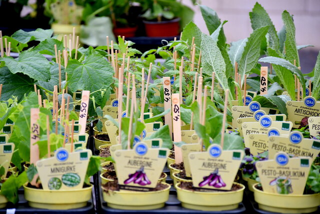 Verschiedene Bio-Jungpflanzen wie Minigurken, Auberginen, Pesto-Basilikum und Artischocken in gelben Töpfchen mit Preisschildern und Pflanzensteckern auf einem Gartentisch. Die Pflanzen sind gut gewachsen und dicht nebeneinander arrangiert.