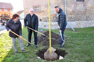 Vertreter der Firma, die die Säulen-Ulme für den Friedhof Frohndorf gespendet haben, setzen ihren Baum in die Erde.