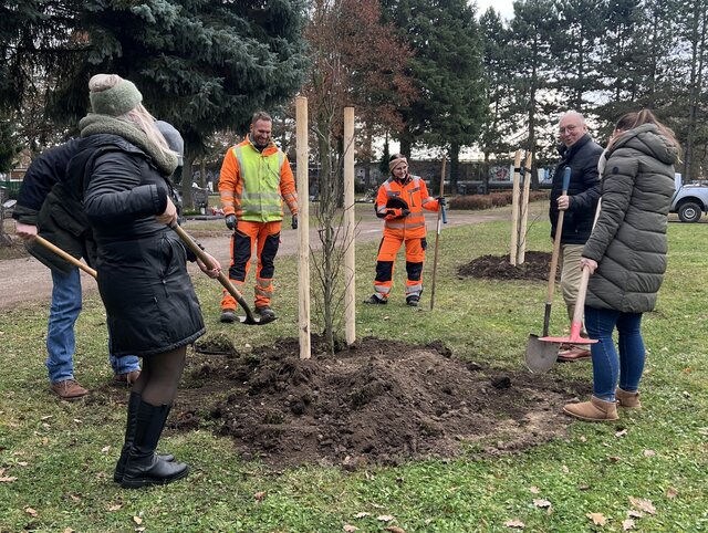 Baumpflanzung im Rahmen der Aktion „Bäume für Sömmerda“ auf dem Friedhof Mehrere Personen, darunter Mitarbeitende des Betriebshofs und Vertreter der Stadtverwaltung Sömmerda, stehen mit Spaten um einen frisch gepflanzten Baum auf dem Friedhof. Die Szene zeigt die Pflanzaktion im Rahmen der Initiative „Bäume für Sömmerda“ Ende November 2025.