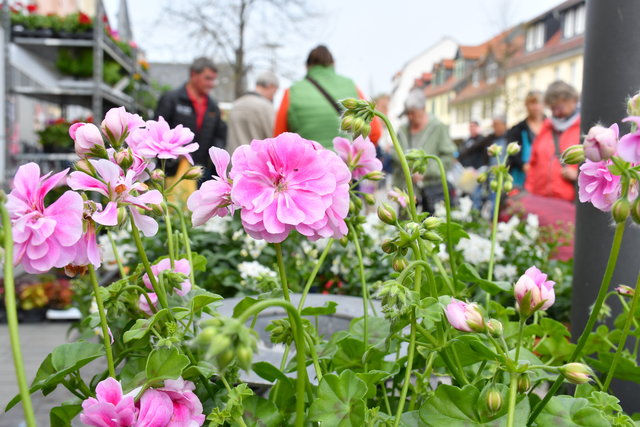 Rosa blühende Blumen auf dem Sömmerdaer Gartenamarkt mit Besuchern und Besucherinnen im Hintergrund