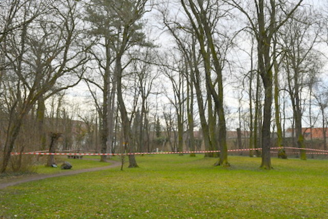 Foto vom Stadtpark mit den erkrankten Ahornbäumen