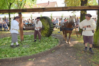 Sich drehende Waidmühle beim Waidmühlenfest Mit dem steinernen Mühlrad, das vom Pferd im Kreis gedreht wird, wird beim Waidmühlenfest Waid zerquetscht.