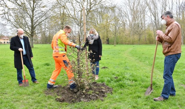 Baum des Jahres am 23. April gepflanzt.