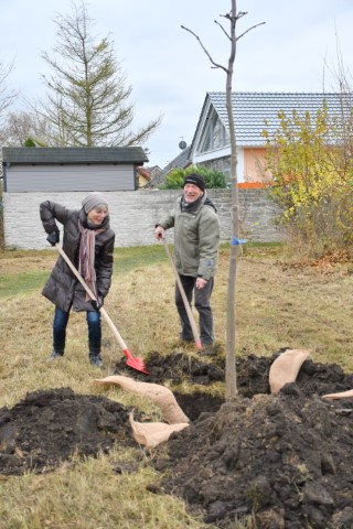 Baumpflanzaktion vom 17.11.2021 im Rahmen des Projektes Bäume für Sömmerda.
