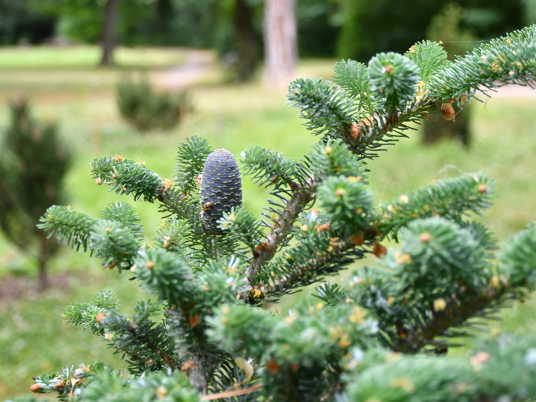Nahaufnahme eines jungen Nadelbaumes mit violettem Zapfen im Grünen Klassenzimmer im Kronbiegel-/Collenbuschpark. Im Hintergrund ist unscharf die Parklandschaft mit weiteren Bäumen und einem geschwungenen Weg zu sehen