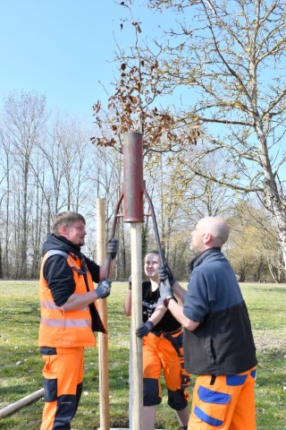 Baum des Jahres 2022 gepflanzt.