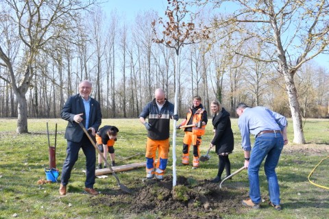 Baum des Jahres 2022 gepflanzt.