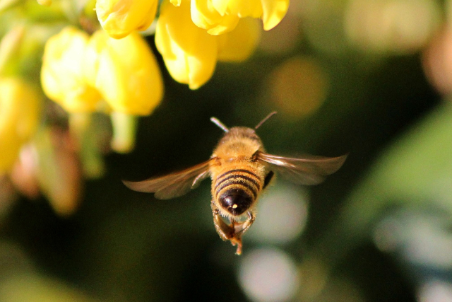 Eine Biene in der Rpckansicht in Nahaufnahme, die zu einer Blüte fliegt