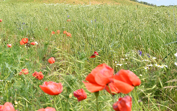 Eine Wildblumenwiese mit rotem Mohn, Margeriten, Gräsern etc.