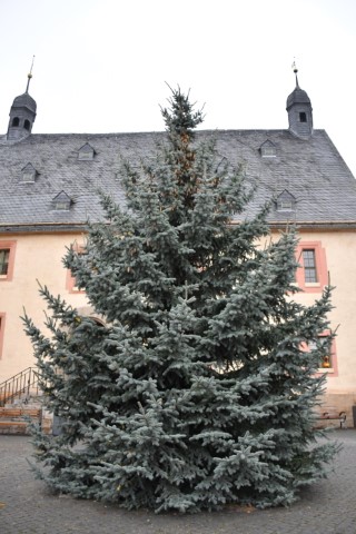 Weihnachtsbäume für Marktplatz und Böblinger Platz gesucht.