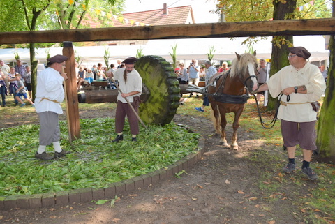 Mit dem steinernen Mühlrad, das vom Pferd im Kreis gedreht wird, wird beim Waidmühlenfest Waid zerquetscht.