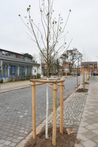 Blick in die Goethestraße mit neuen Bäumen