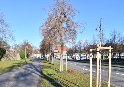 Gepflanzte Bäume stehen mit Baumstützen versehen am Stadtring auf dem Grünstreifen zwischen Fahrbahn und Gewehweg.