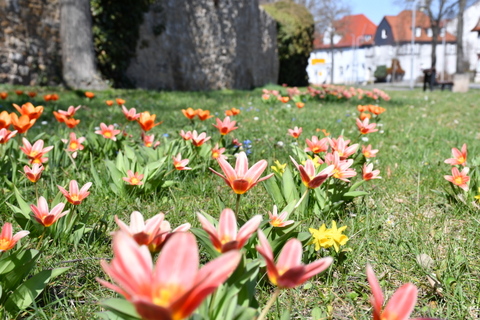 Blühende Tulpen an der Stadtmauer