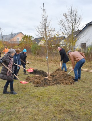 Baumpflanzaktion vom 17.11.2021 im Rahmen des Projektes Bäume für Sömmerda.