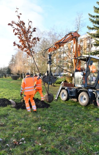 Baumpflanzaktion 23.11.2021