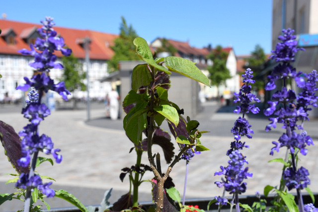 Zwei blühende Salbeipflanzenund eine Schmuckblattpflanze stehen in einem Pflanzkübel. Im Hintergrund wird die Marktstraße gezeigt.